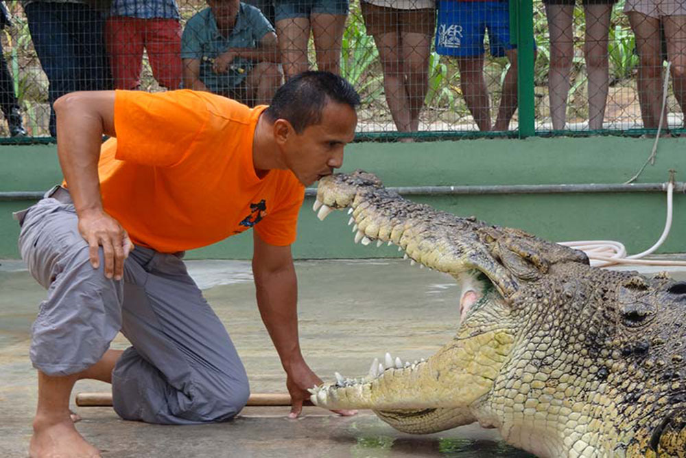 Stunt shows in Crocodile Park Lankgawi
